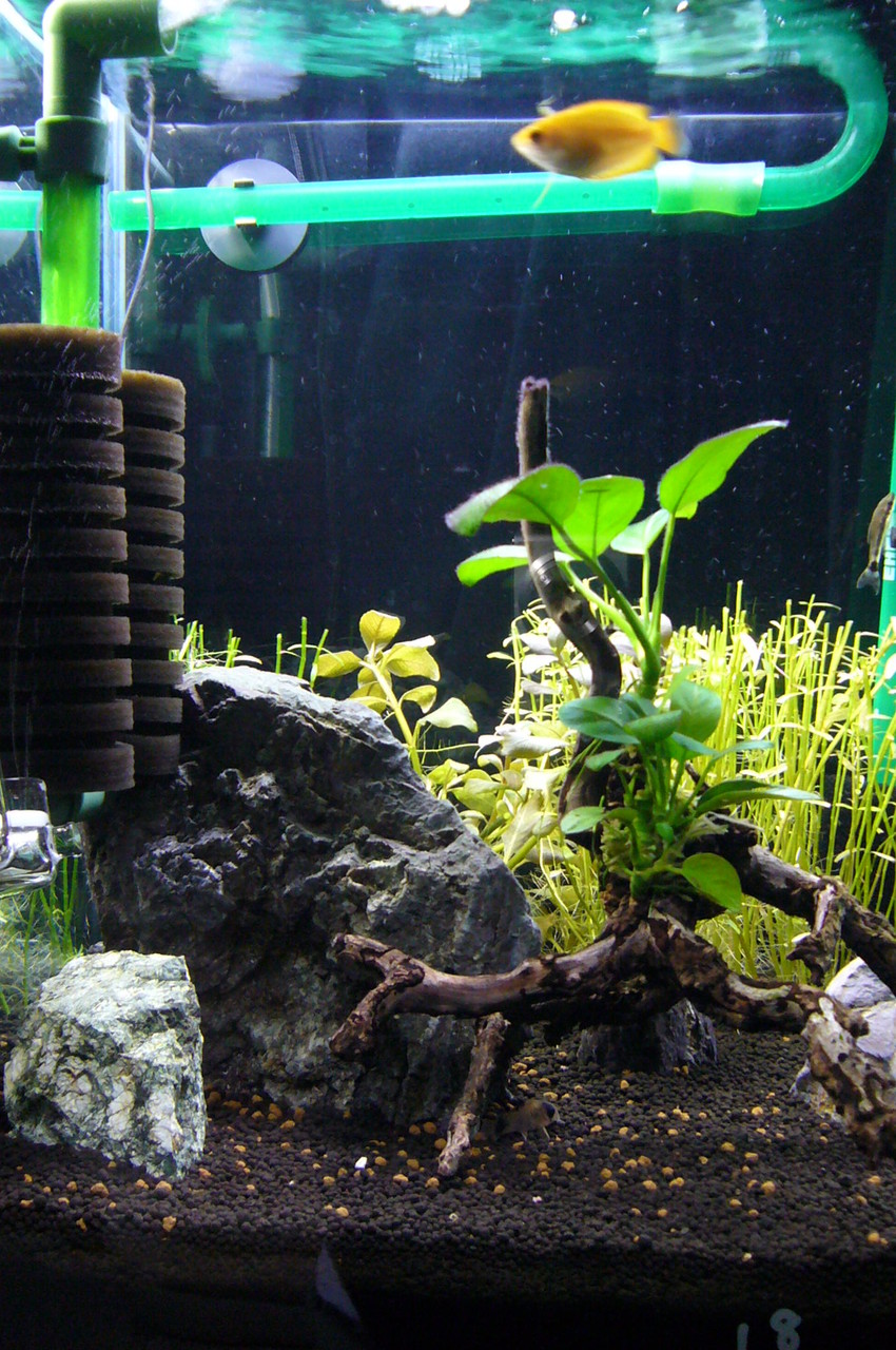 アクアリウム部屋の管理日記