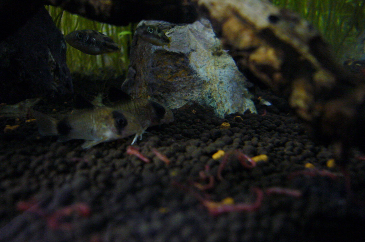 水草水槽 30 30 40 アクアリウム部屋の管理日記 水草水槽 30 30 40 アクアリウム部屋の管理日記