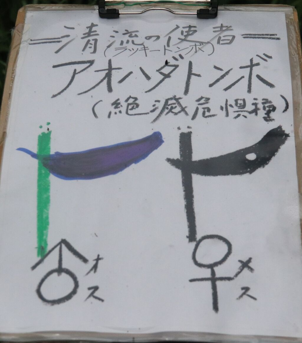 絶滅危惧種との出会い アオハダトンボ 34回 安曇野フォトエッセイ