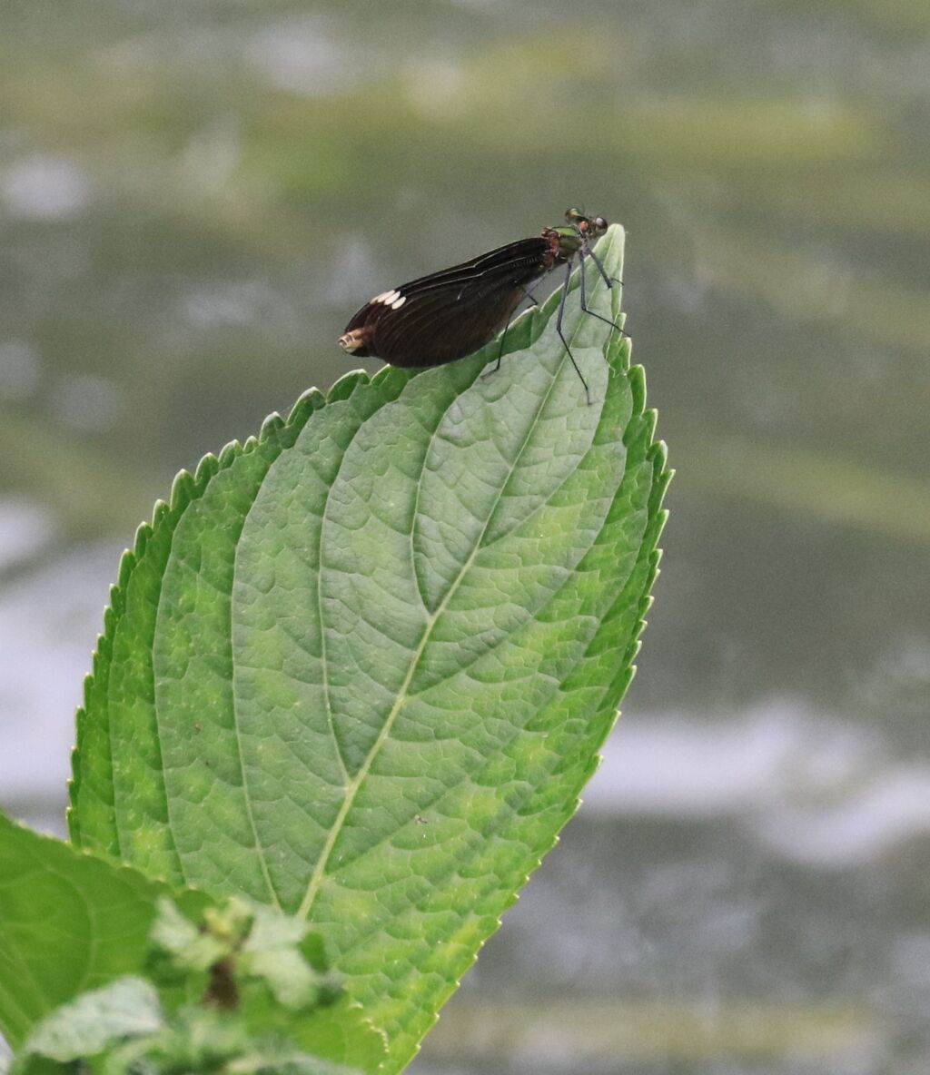絶滅危惧種との出会い アオハダトンボ 34回 安曇野フォトエッセイ 絶滅危惧種との出会い アオハダトンボ 34回 安曇野フォトエッセイ