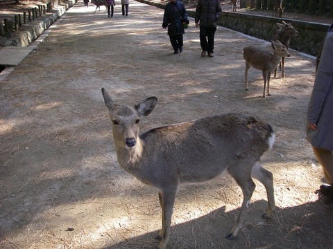 sika