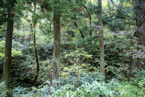 DSC03497