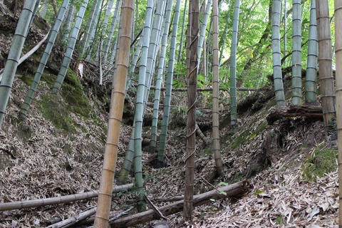 きりは