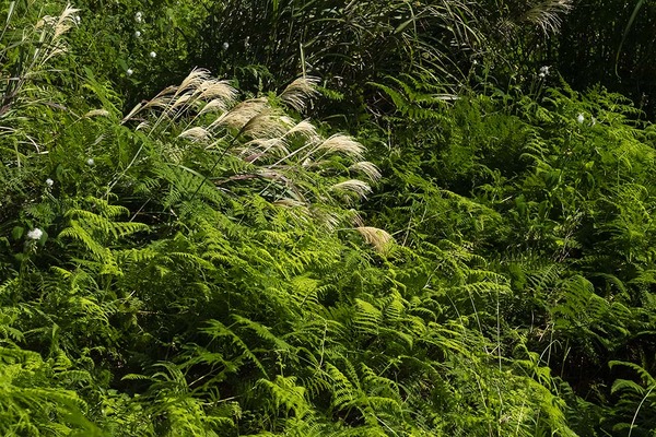 _DSC5967-j-blog