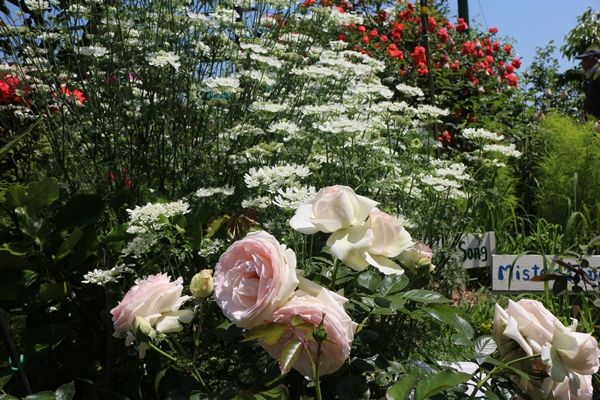 14年10月 感想ブログ ぺんぺん草