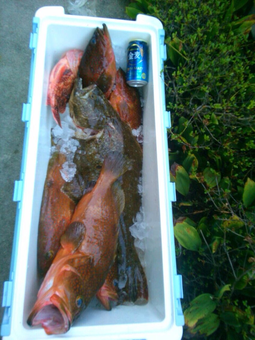 巨大アコウ登場 お魚くわえたデブ猫