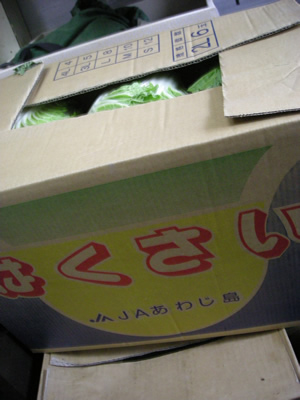 白菜入荷(淡路島)
