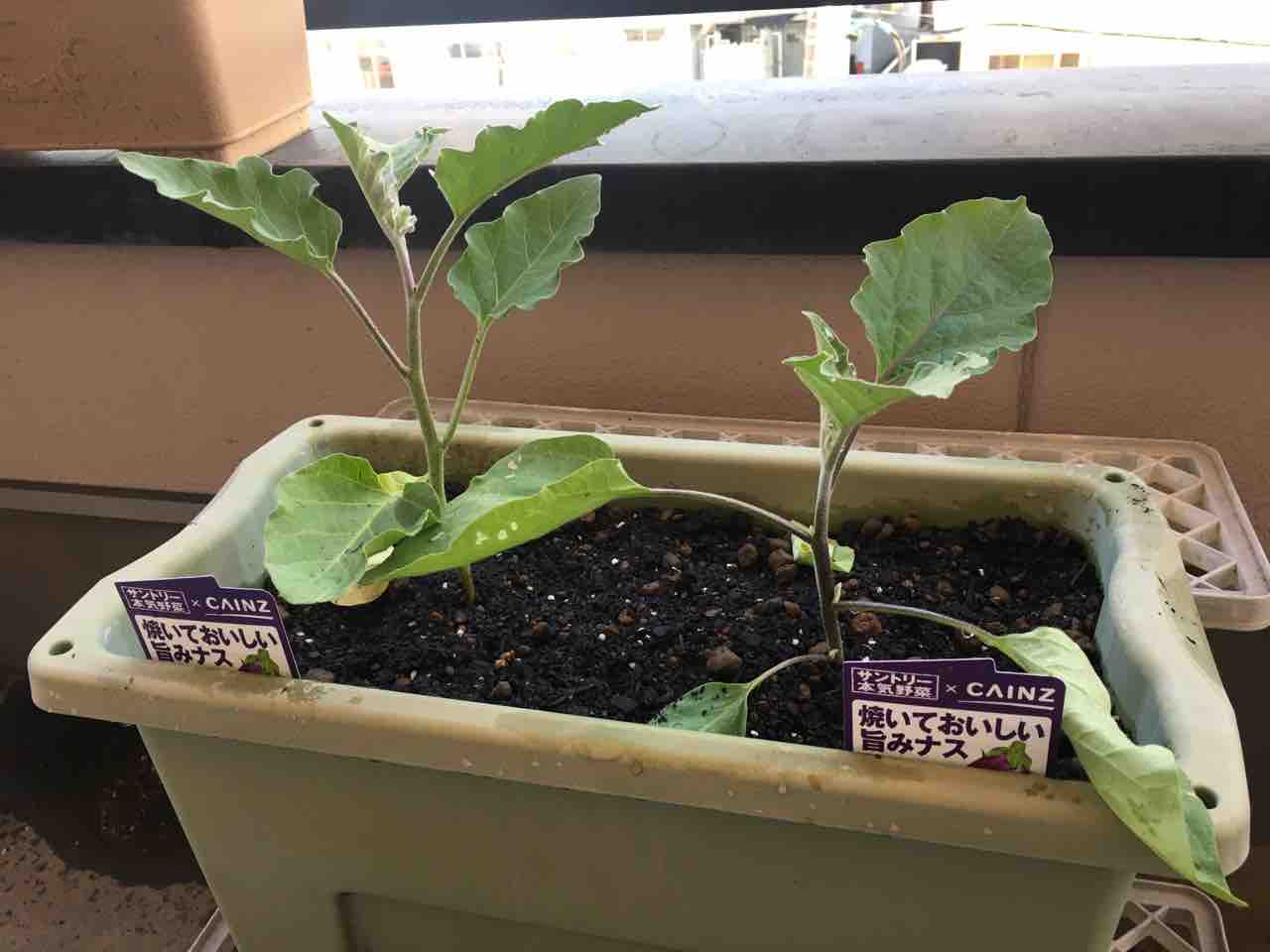 おかペンの水泳日記 ベランダ菜園始めました