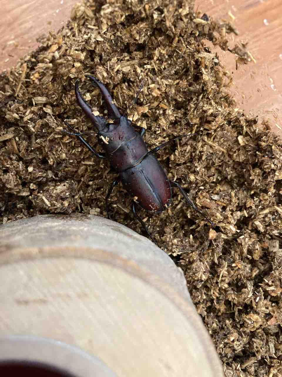 おかペンの水泳日記 クワガタ飼い始めました