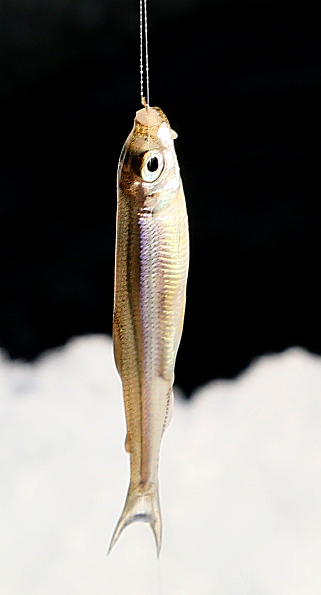 白老ポロト湖のワカサギ釣り 室蘭にようこそ 白老ポロト湖のワカサギ釣り 室蘭にようこそ