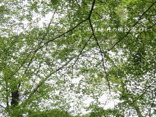 オークンバケット ミナ吉のお花屋さん