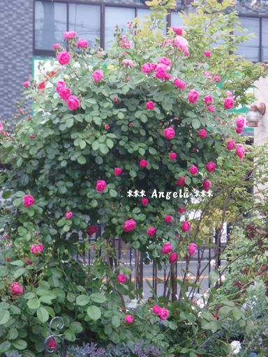 アンジェラの自立型誘引 ミナ吉のお花屋さん