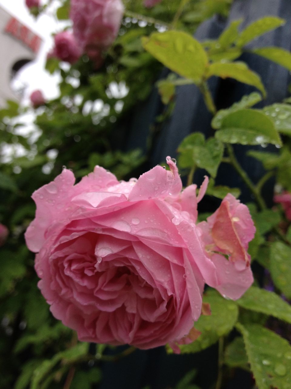 ピンクのつるバラたち ミナ吉のお花屋さん ピンクのつるバラたち ミナ吉のお花屋さん