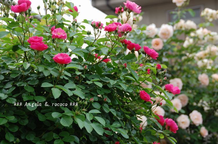 お店のバラ達 アンジェラ アイスバーグ ミナ吉のお花屋さん