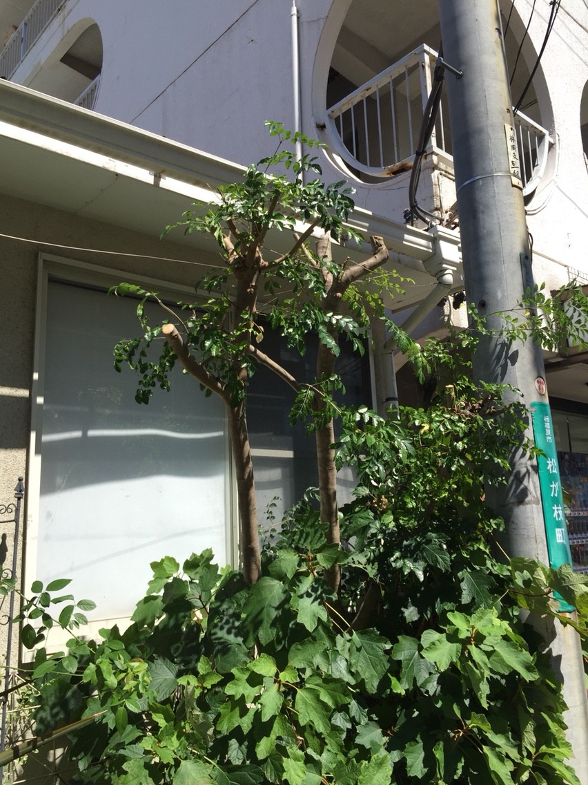シマトネリコ ばっさりカット ミナ吉のお花屋さん
