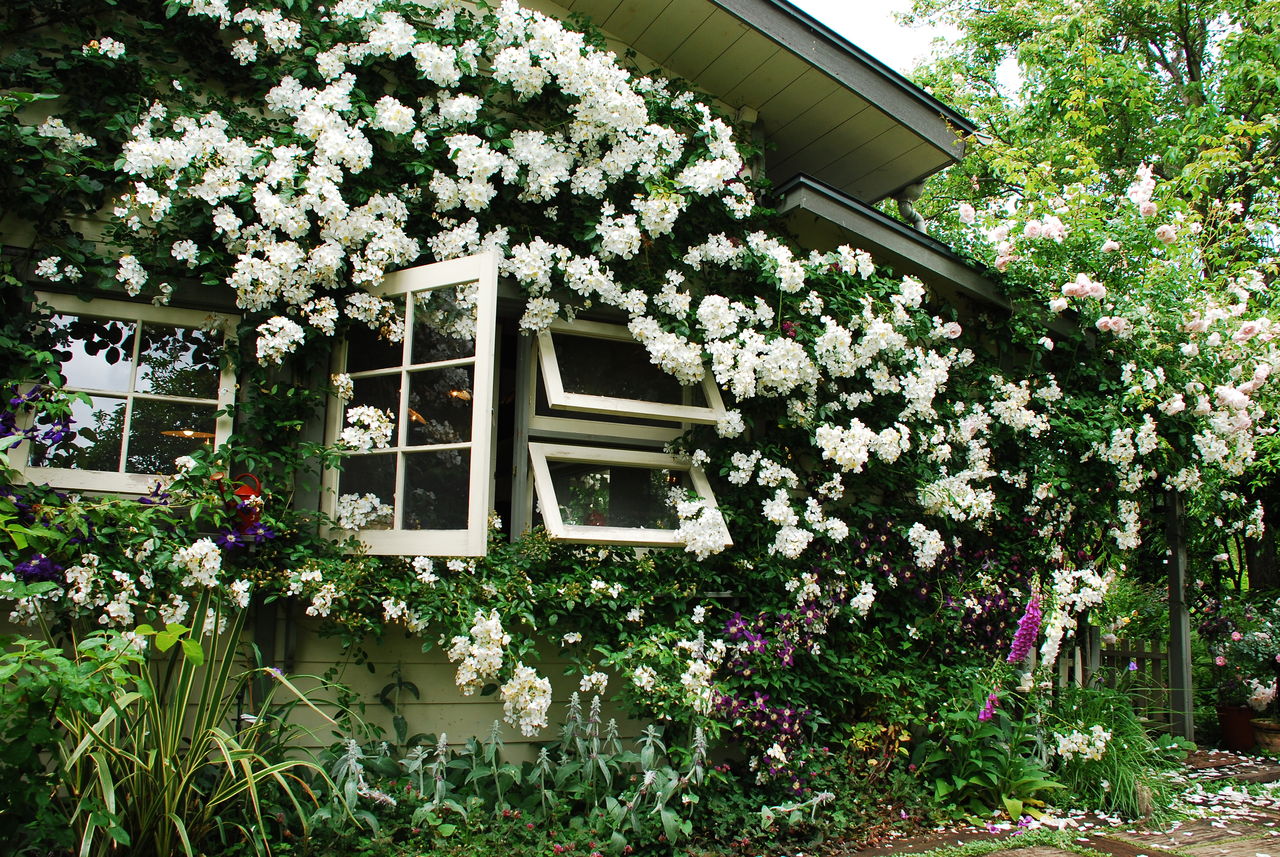 グリーンローズガーデンとオークンバケット ミナ吉のお花屋さん