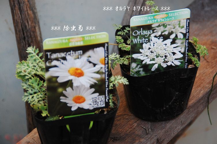 入荷苗のご紹介 ミナ吉のお花屋さん 入荷苗のご紹介 ミナ吉のお花屋さん