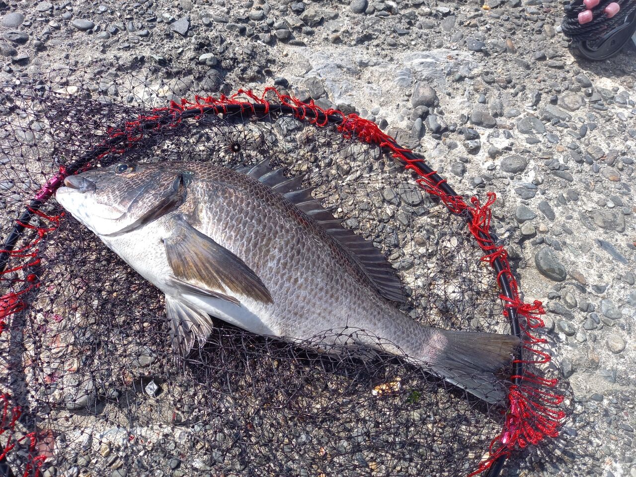 21 03 10 クロダイ釣りin浜名湖 Ken S Room