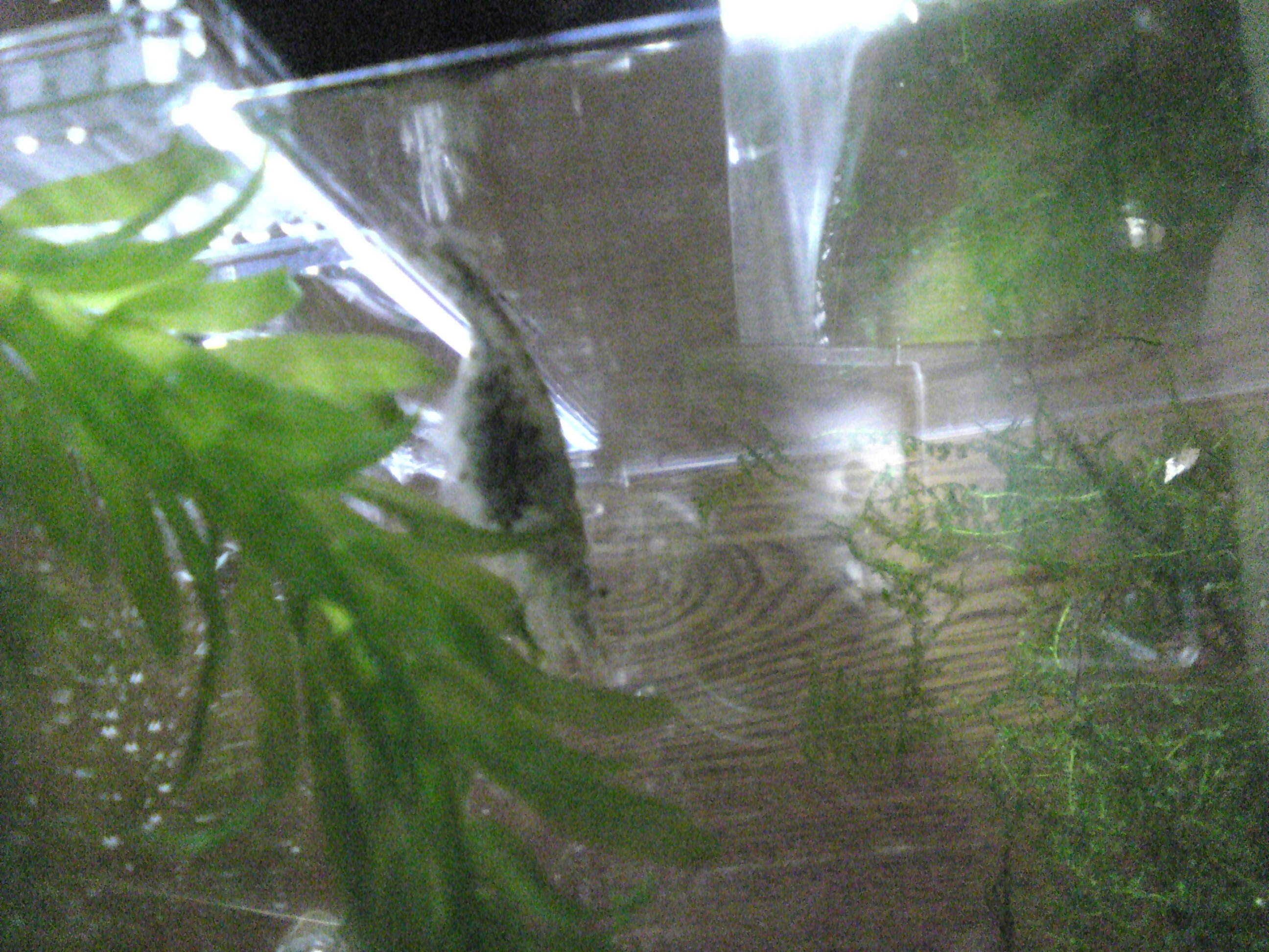 世の中に喝っ アクアリウム Livedoor Blog ブログ