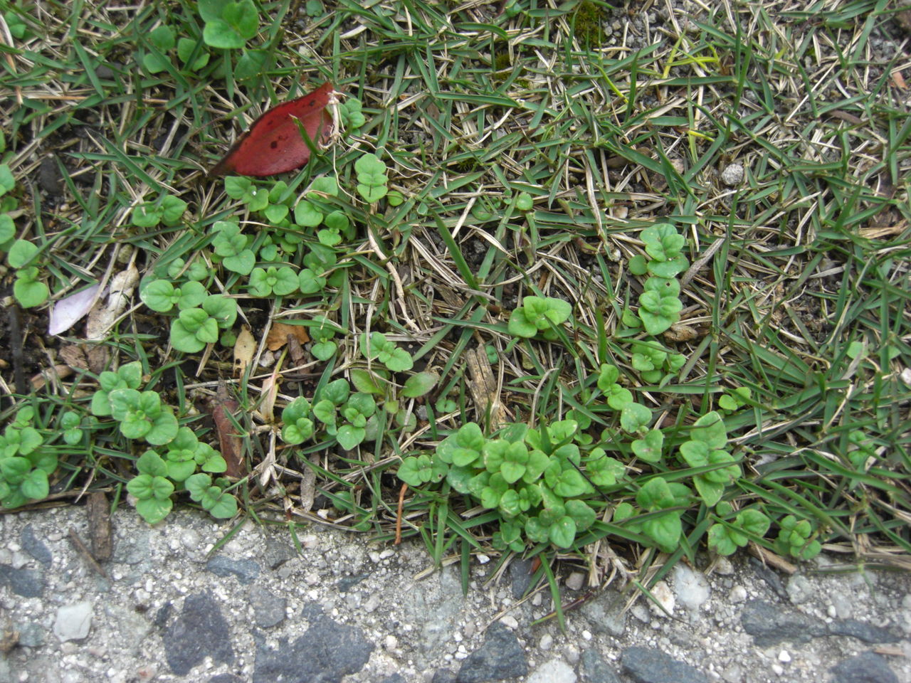 こぼれ種で育てよう はなログ