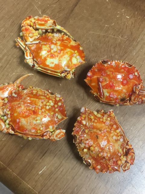 石蟹と渡り蟹 闇夜の研鑽