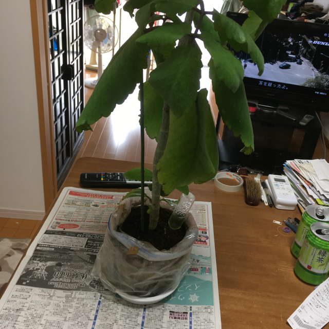 マザーリーフを手入れする 闇夜の研鑽