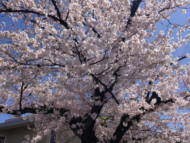 15 sakura (18)