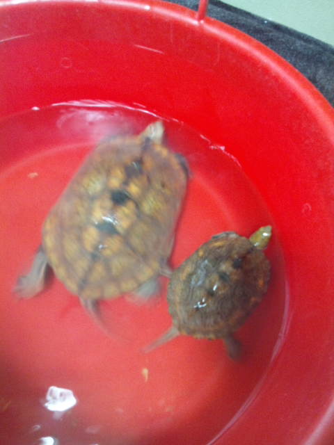 日本イシガメ けんじ 仲間 Music