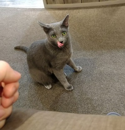 猫11