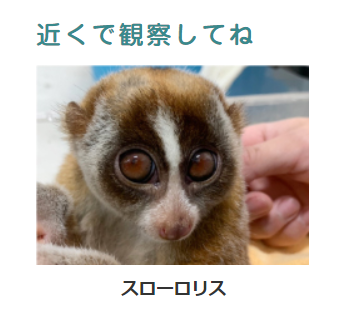 スローロリス