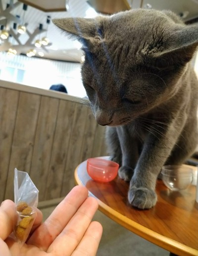 猫10