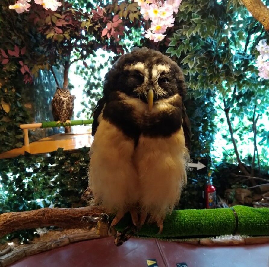 鎌倉 おすすめ観光スポット フクロウの森 動物が苦手な人にこそ行ってほしい トラベルあにき