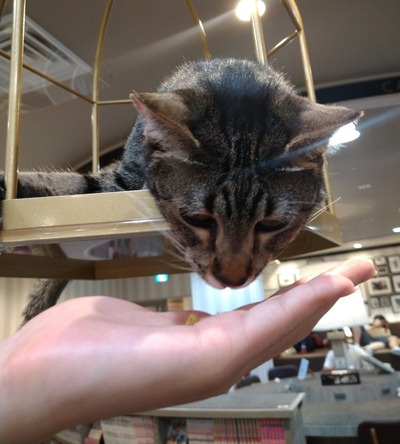 猫4