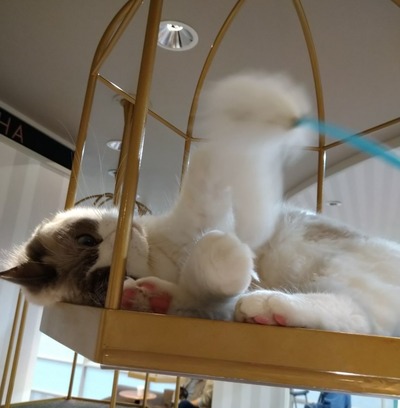 猫19