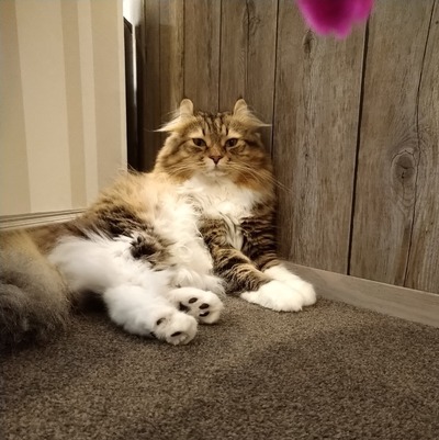 猫6