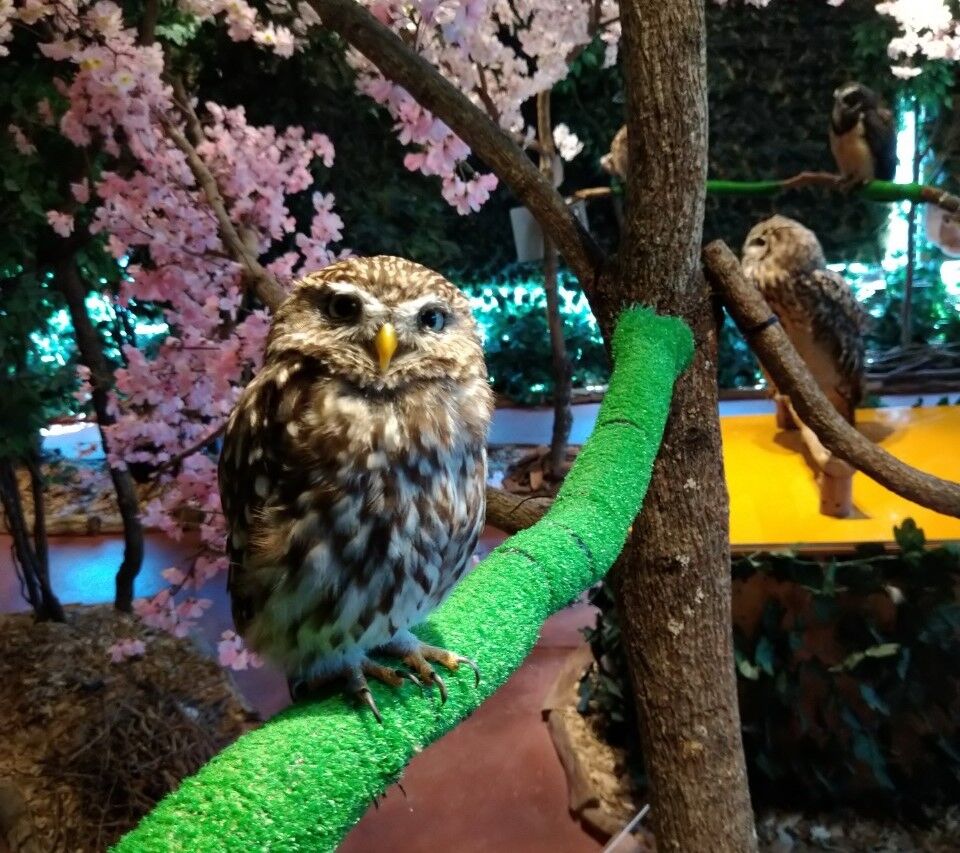 鎌倉 おすすめ観光スポット フクロウの森 動物が苦手な人にこそ行ってほしい トラベルあにき 鎌倉 おすすめ観光スポット フクロウの森 動物が苦手な人にこそ行ってほしい トラベルあにき