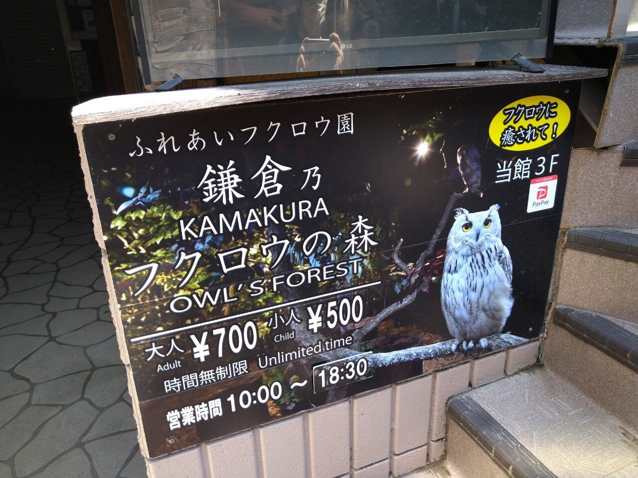 鎌倉 おすすめ観光スポット フクロウの森 動物が苦手な人にこそ行ってほしい トラベルあにき 鎌倉 おすすめ観光スポット フクロウの森 動物が苦手な人にこそ行ってほしい トラベルあにき