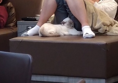 猫1