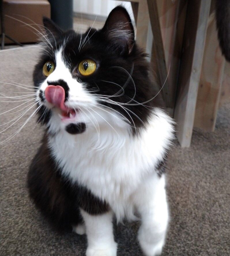 猫カフェmocha モカ まるでスタバ テレワークもできちゃうネコカフェ トラベルあにき 猫カフェmocha モカ まるでスタバ テレワークもできちゃうネコカフェ トラベルあにき