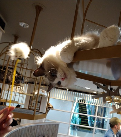 猫18
