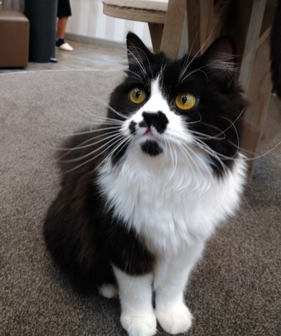 猫7