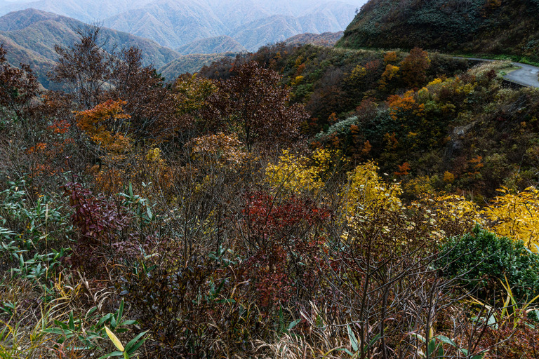 zubottydsc036750547_TP_V