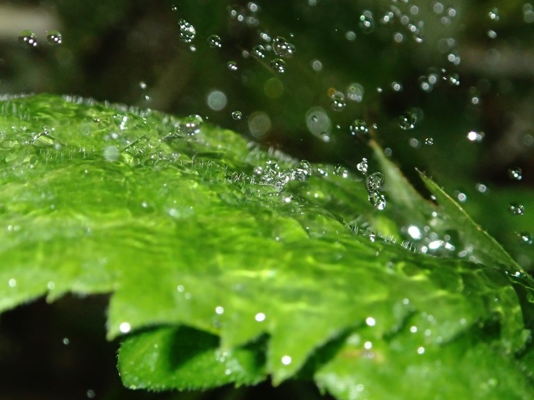 NOU87_hanekaerumizutama_TP_V