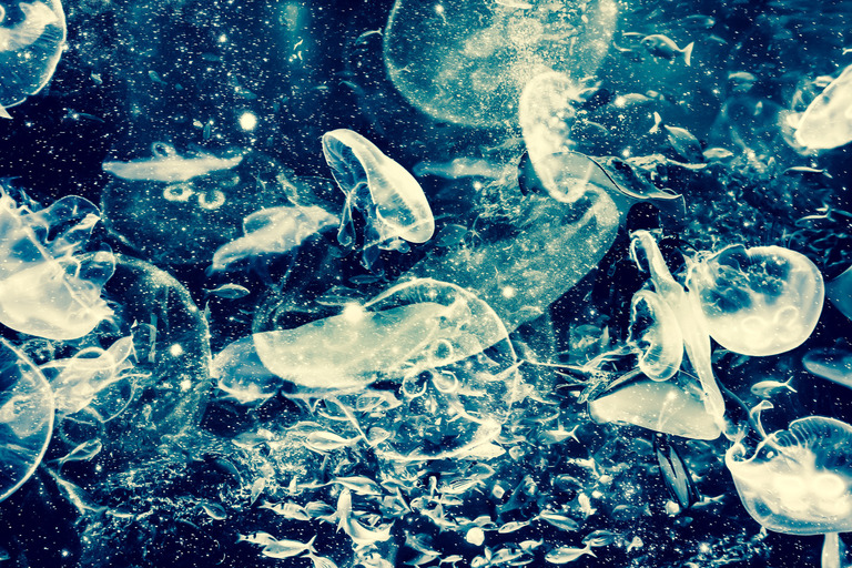 KAZ786_kuragehuyuu_TP_V