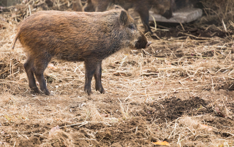 inoshishiFTHG3150_TP_V