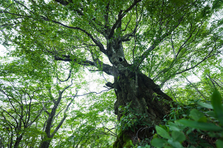 naganoharaFTHG3238_TP_V