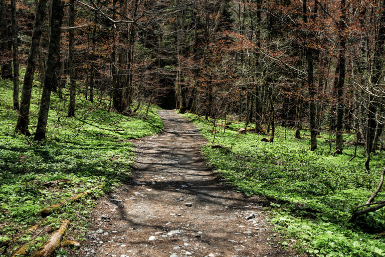 KUMAKICHI1027571_TP_V