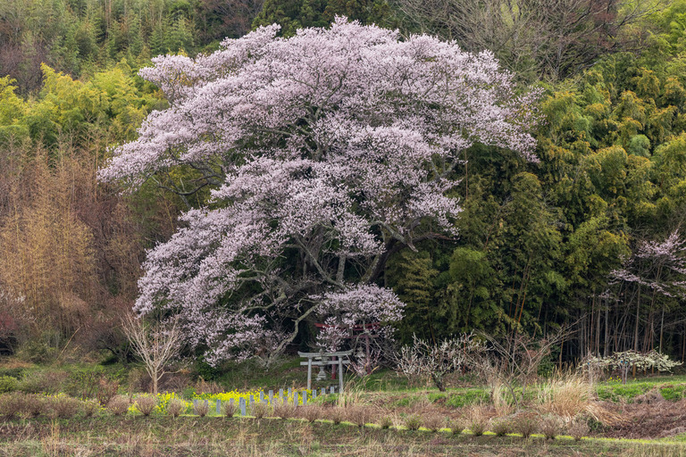 神さまが在所している土地に遊びに行ったときの話