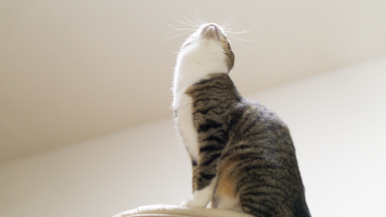 飼い猫がいきなりオレの右手の人差し指を噛んだ