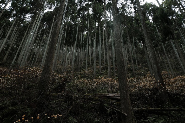 声は小さくなるどころか次第に大きくなってくる